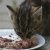 Kelebihan dan Kekurangan Makanan Basah Kucing yang Harus Anda Tahu